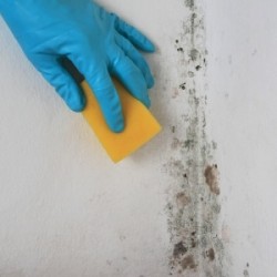 Cleaning mould from a wall