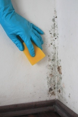 You need to clean and treat poisonous mould spores